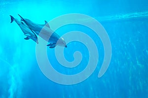 Mother and child dolphin swimming in an aquarium pool