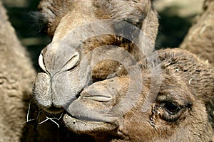 Mother and child dromedary photo
