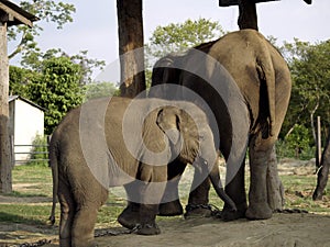 Mother and Child Elephant