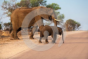 Mother and child elephants crossing the road