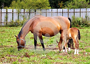 Mother and child grazing