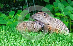 Mother and child groundhogs