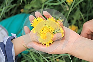 Mother and child hands with dandelion flowers