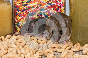 A mother and child house mouse in a pantry kitchen cabinet.