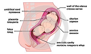 Matka a v člověk prenatální těhotenství 