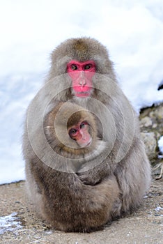 Mother and child Japanese macaques snow monkey at Jigokudani Monkey Park in Japan