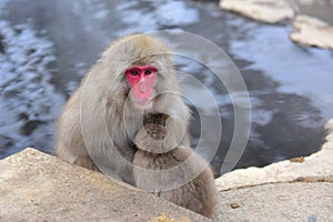 Mother and child Japanese macaques snow monkey at Jigokudani Monkey Park in Japan