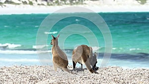 Mother and child kangaroo at lucky bay beach in Cape Le Grand National Park