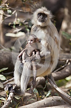 Mother and Child Langur photo