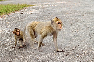 Mother and child macaque monkey