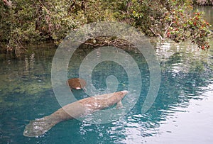 Mother and child Manatee