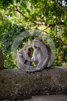 Mother and Child Monkey Amidst Nature\'s Embrace