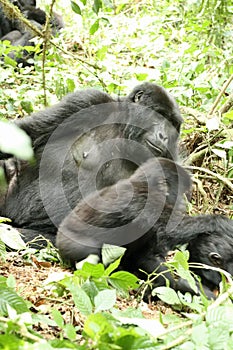 Mother and child Mountain Gorilla