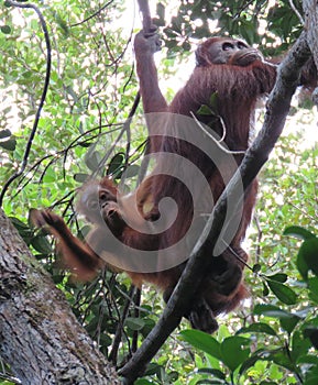 mother and child orangutans in the forests of Kalimantan