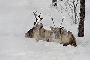 Mother and child, Reindeer lying in the snow together in the wild Finnish forrests