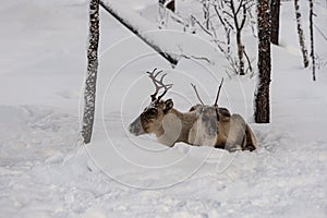 Mother and child, Reindeer lying in the snow together in the wild Finnish forrests