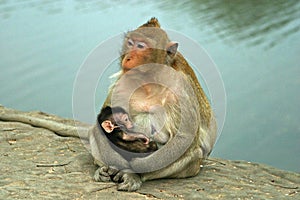 Mother and Child Rhesus Monkeys