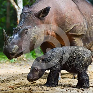Mother and child of the Sumatran rhino (Dicerorhinus sumatrensis) at the Way Kambas National Park, Lampung Indonesia photo