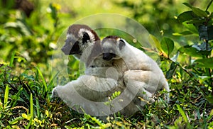 Mother and child Verreaux Sifaka in Madagascar