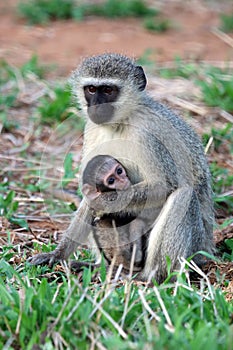 Mother and child Vervet Monkey