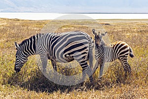 Mother and Child Zebras in Ngorongoro Rerservation Area, Tanzania