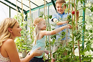 Mother And Children Harvesting Tomatoes In Greenhouse