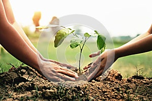 mother with children helping planting tree in nature for save earth. environment eco concept