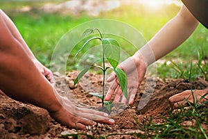 mother with children helping planting tree in nature for save earth. environment eco concept