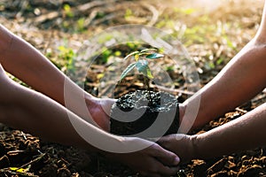 mother with children helping planting tree in nature for save earth. environment eco concept