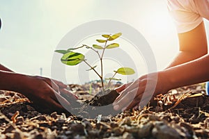 mother and children helping planting young tree