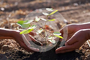 mother and children helping planting young tree