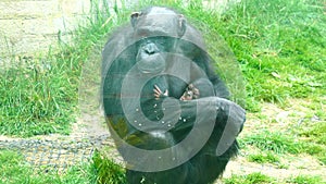 Mother chimp with baby is asking for food