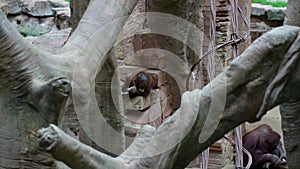 Mother chimp with child is resting zoo enclosure