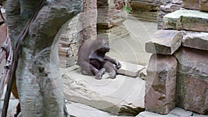 Mother chimp with child is resting zoo enclosure