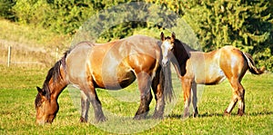 Mother and chlid grazing