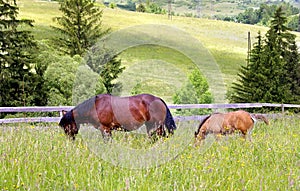 Mother and chlid grazing