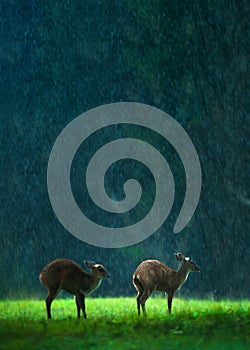 Mother common barking deer and fawn in the rain