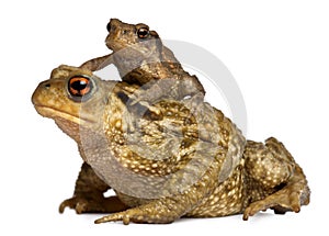 Mother Common toad and her baby, bufo bufo