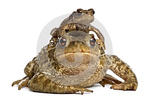 Mother Common toad and her baby, bufo bufo