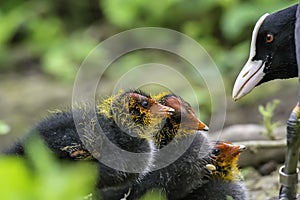 Mother coot feeding her chicks.