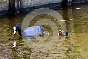 mother coot swims with her newborn, hairy young and with a red head in shallow water of the Veluwemeer near Nunspeet