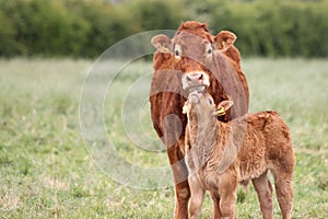 Mother Cow with a baby calf in a field.