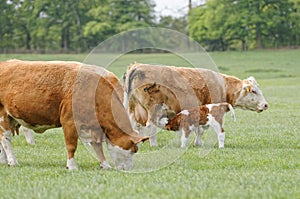 Mother Cow with a baby calf in a field. baby feeding