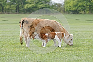 Mother Cow with a baby calf in a field. baby feeding photo