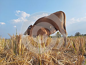 A mother cow is breastfeeding her calf in a rice field with a view of a cloudy sky and among the farmers' rice harvest