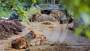 A mother cow and a calf resting together in village for eid-al-adha or bakrid. The love and bonding of mother and baby is shown as