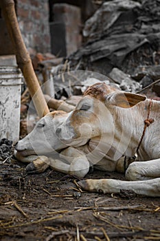 A mother cow and a calf resting together in village for sacrifice in islamic festival of eid al adha or bakrid or eid ul azha.