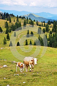 Mother cow and calf at Velika planina / Big Pasture Plateau in Slovenia, Europe