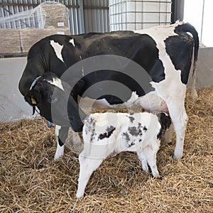 Mother cow and drinking newborn black and white calf in straw inside barn of dutch farm