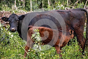 A mother cow feeding her calf
